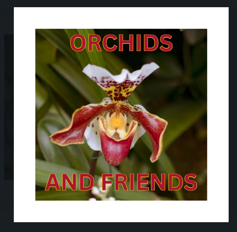 Orchid and Friends