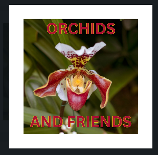 Orchid and Friends